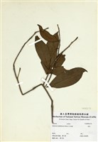 藏品(桂花)的圖片